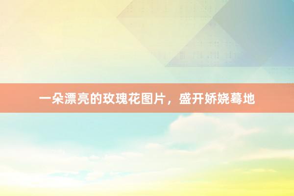 一朵漂亮的玫瑰花图片，盛开娇娆蓦地
