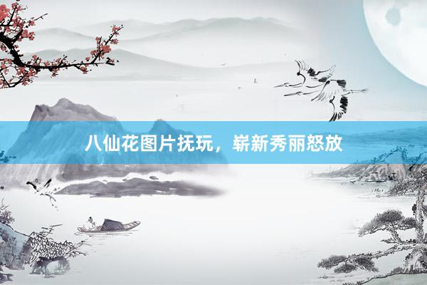 八仙花图片抚玩，崭新秀丽怒放